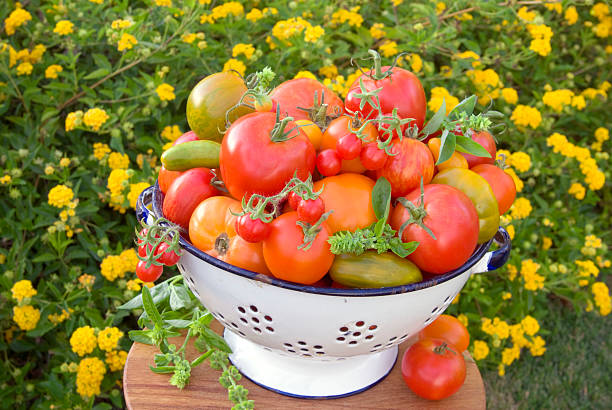 コランダー&オーガニックな農産物、地元のサマーガーデンエアルームトマト野菜ハーヴェスト - heirloom tomato homegrown produce tomato organic ストックフォトと画像