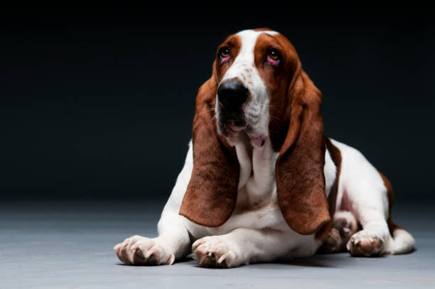 istock Droopy eyed basset 157650019