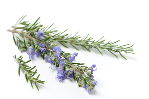 爽やかなローズマリーの小枝 - rosemary herb isolated ingredient ストックフォトと画像