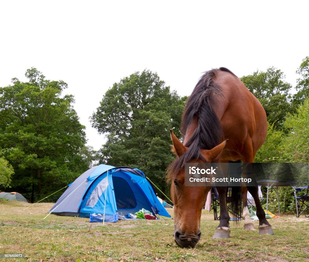 Cavalo pastando em New Forest área de acampamento - Foto de stock de Acampar royalty-free