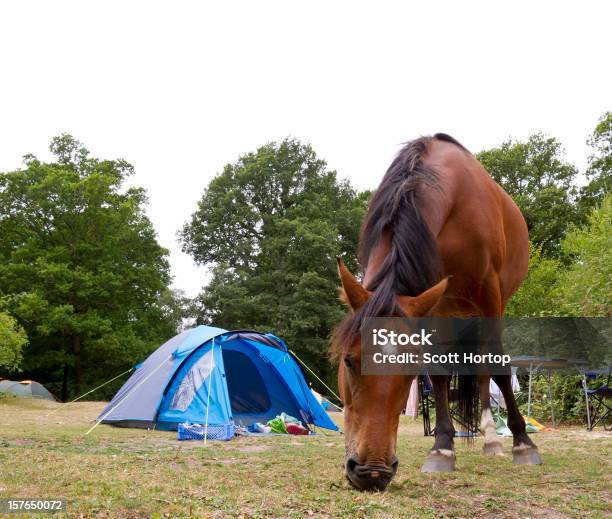 Foto de Cavalo Pastando Em New Forest Área De Acampamento e mais fotos de stock de Acampar - Acampar, Cavalo - Família do cavalo, New Forest