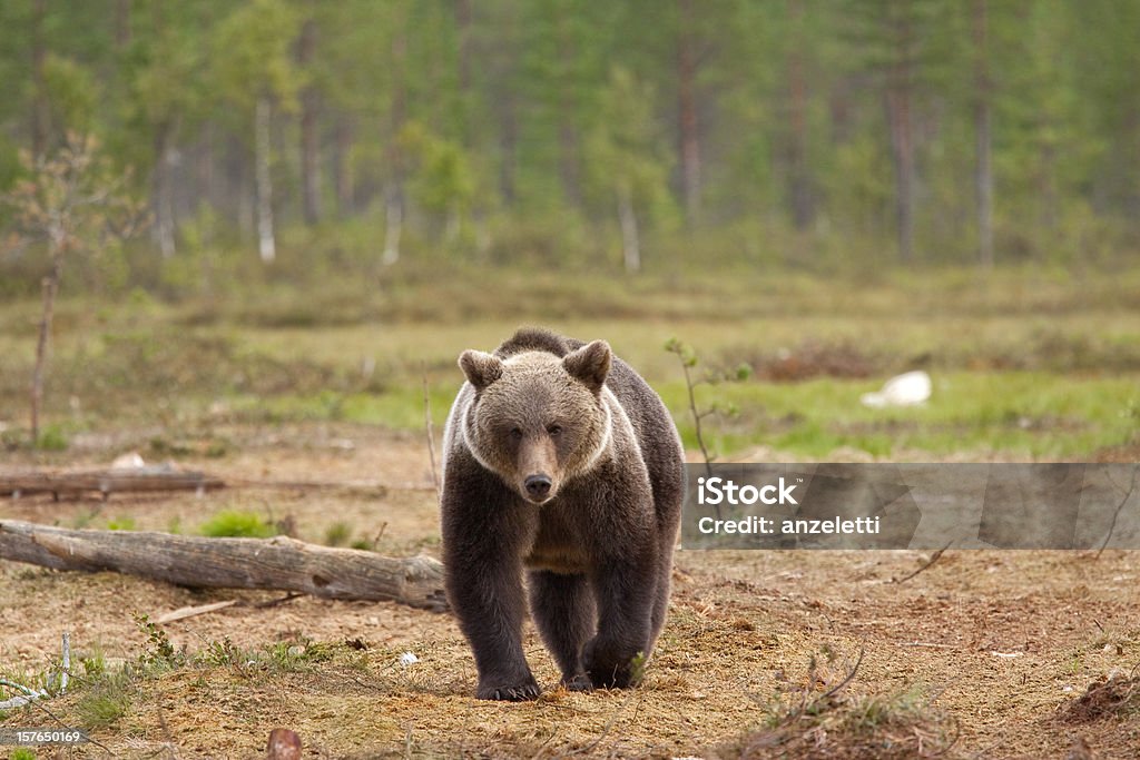 Бурый медведь - Стоковые фото Бурый медведь роялти-фри