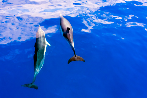 Two dolphins under sea water, view from above. Terceira island, Azores Archipelago, Portugal.
