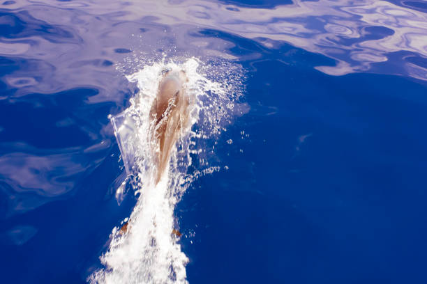 Dolphin swimming  and splashing, sea water, view from above. Terceira island, Azores Archipelago, Portugal.