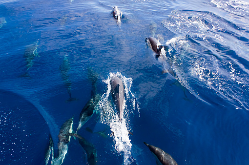 dolphin underwater on the blue ocean background looking at you