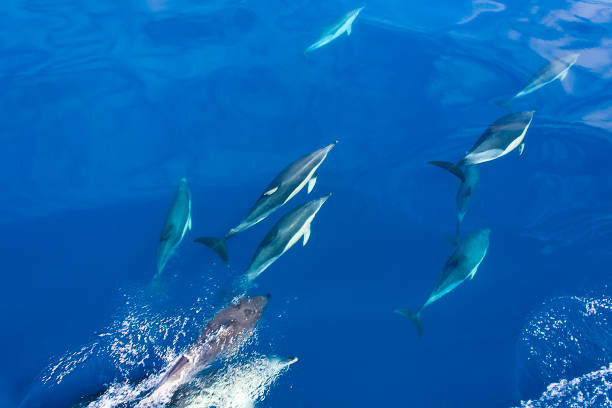 istock Group of  dolphins diving under sea water. 1576502770
