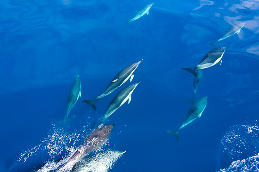Group of dolphins diving under sea water, view from above. Terceira island, Azores Archipelago, Portugal.