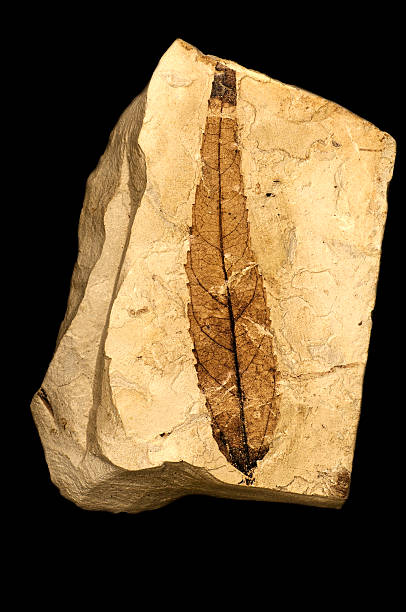 natural history fossilized hoja aislados sobre negro - fossil leaves fotografías e imágenes de stock