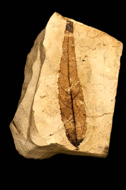 Natural History Fossilized Leaf Isolated on Black