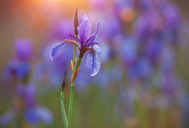 Close-up of purple Siberian iris with low light stock photo