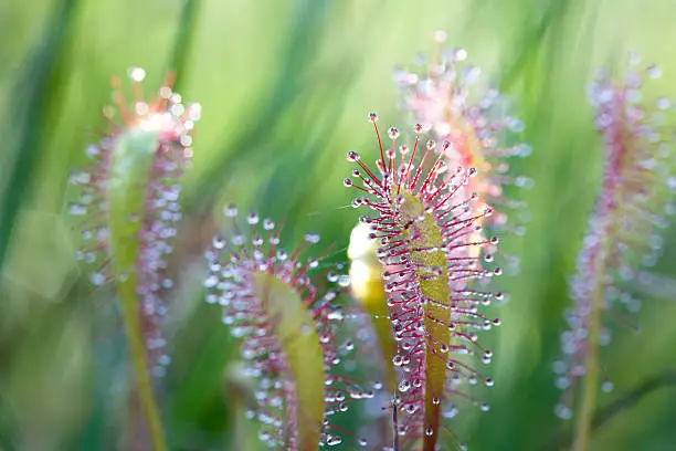 Sundew (Drosera rotundifolia) lives on swamps and it fishes insects sticky leaves