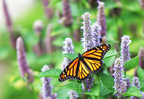 A female Monarch Butterfly (Danaus plexippus) is resting on a lavender Anise Hyssop (Agastache foeniculum) blossom. 