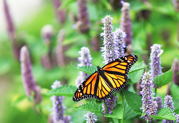 Monarch Butterfly (Danaus plexippus) on Lavender Anise Hyssop Blossom A female Monarch Butterfly (Danaus plexippus) is resting on a lavender Anise Hyssop (Agastache foeniculum) blossom.  monarch butterfly stock pictures, royalty-free photos & images