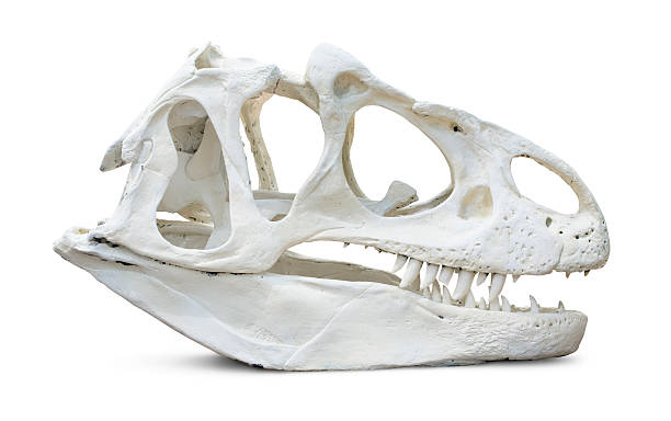 Tyrannosaurus Rex Skull  jurassic photos stock pictures, royalty-free photos & images