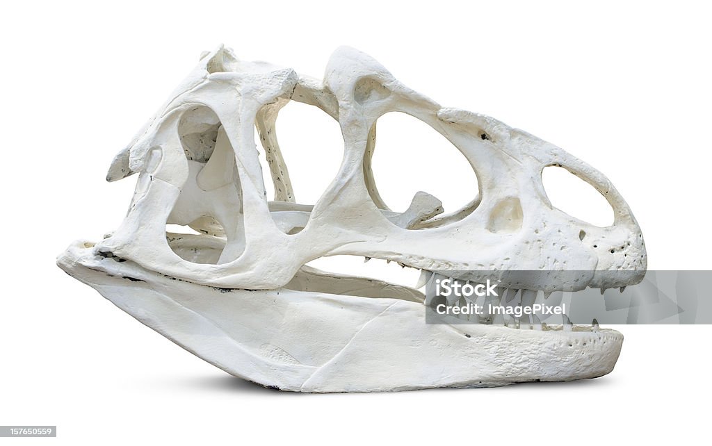 Tyrannosaurus Rex czaszki - Zbiór zdjęć royalty-free (Dinozaur)