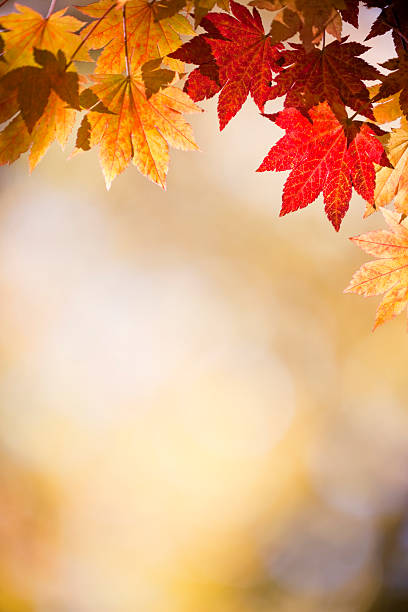 herbstmuster - autumn japanese maple maple tree selective focus stock-fotos und bilder