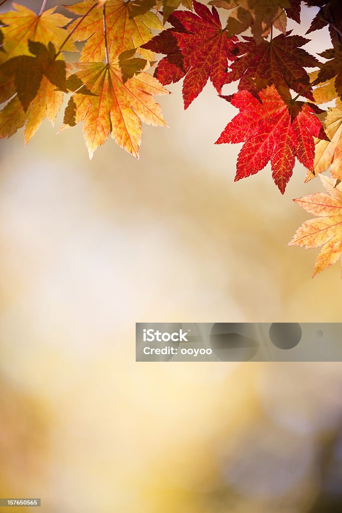 Foglie d'autunno - Foto stock royalty-free di Autunno