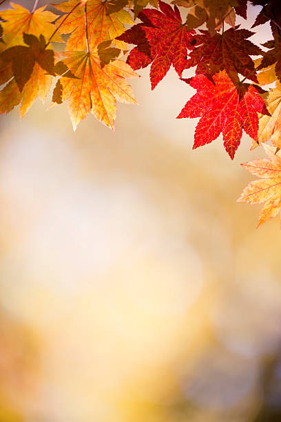 autumn листья - japanese maple leaf tree green стоковые фото и изображения