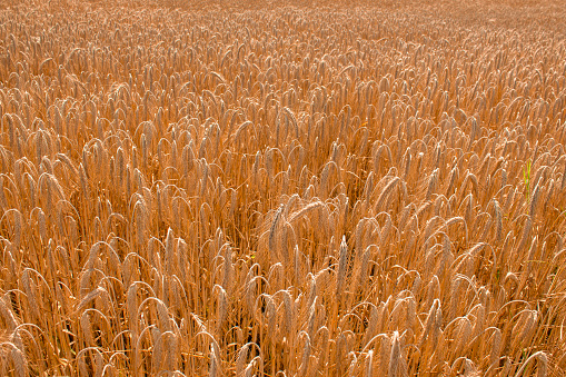 Field of ripe wheat, top view. The concept of ecological cultivation of cereals.
