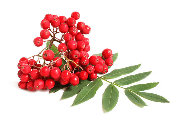 istock Branch of ashberry with green leaf 157651087