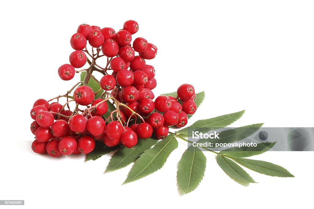 Branch of ashberry with green leaf Branch of ashberry with green leaf on a white background Antioxidant Stock Photo