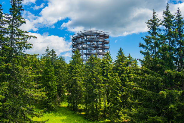 istock Forest canopy walkway on Rogla, Slovenia 1576512447