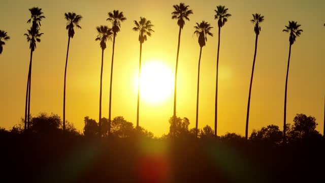 Aerial shot of sun behind a row of palm trees