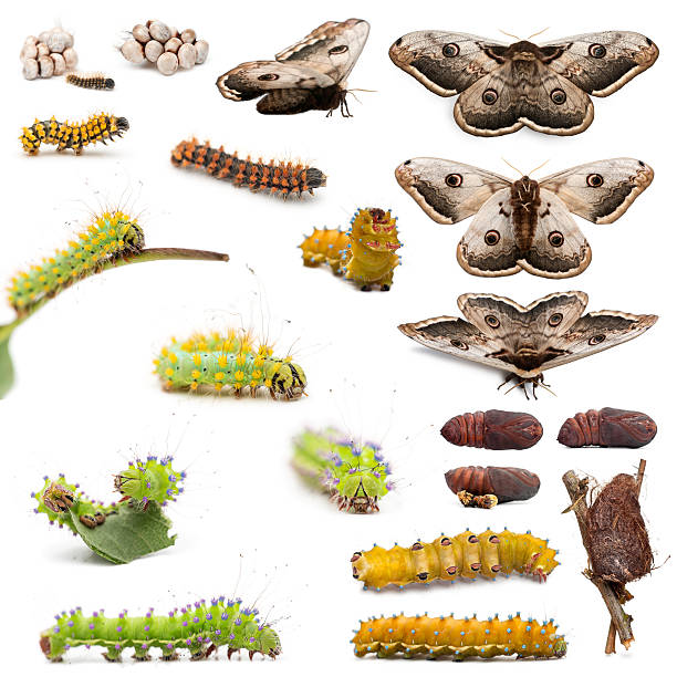 полное развитие гигантский павлин моль, saturnia pyri - saturn moth стоковые фото и изображения