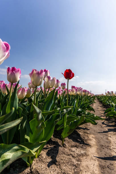 istock Colourful tulip fields, captured in The Netherlands during Spring season 1576537492