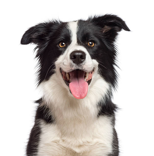 Black and white border collie dog with tongue out Close-up of Border Collie, 1.5 years old, looking at camera against white background mouth photos stock pictures, royalty-free photos & images