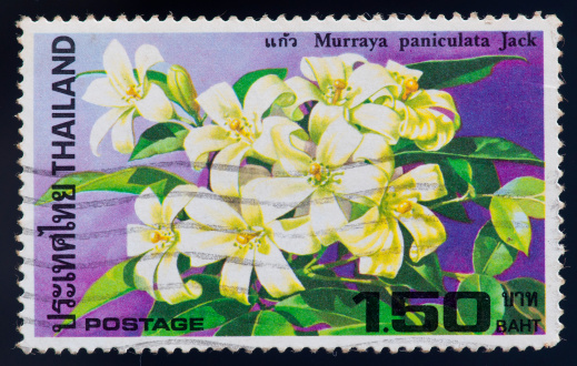 THAILAND - CIRCA 1982: a stamp printed by Thailand, shows Murraya paniculata Jack flower, circa 1982