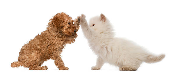 Poodle Puppy and British Longhair Kitten high fiving Poodle Puppy and British Longhair Kitten high fiving against white background british longhair stock pictures, royalty-free photos & images