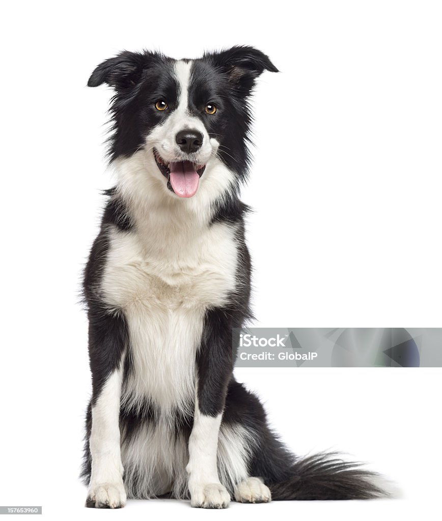 Border Collie, 1.5 years old, sitting and looking away Border Collie, 1.5 years old, sitting and looking away against white background Border Collie Stock Photo
