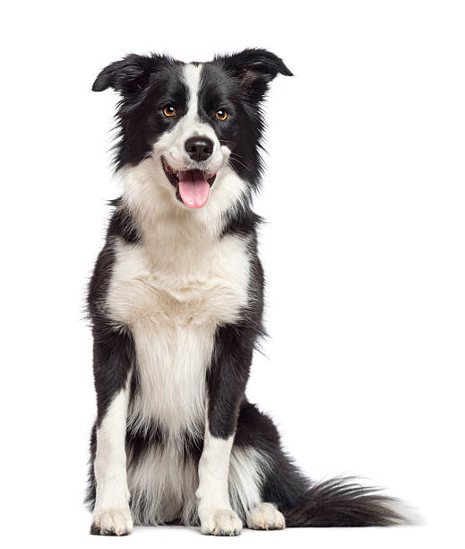 Border Collie, 1.5 years old, sitting and looking away Border Collie, 1.5 years old, sitting and looking away against white background collie stock pictures, royalty-free photos & images