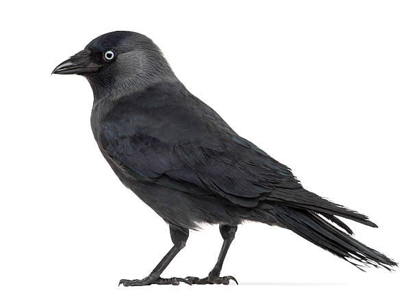 istock Side view of a Western Jackdaw, Corvus monedula 157653982