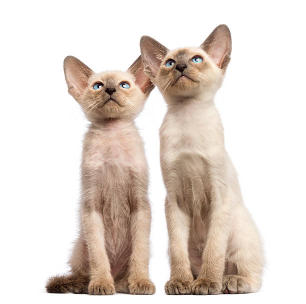 istock Two Oriental Shorthair kittens, 9 weeks old, sitting 157653989