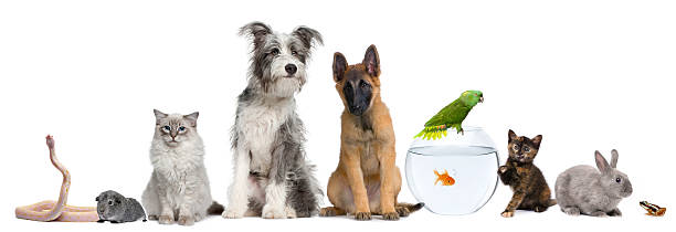 istock Group of pets with dog, cat, rabbit, ferret, fish, frog 157653996