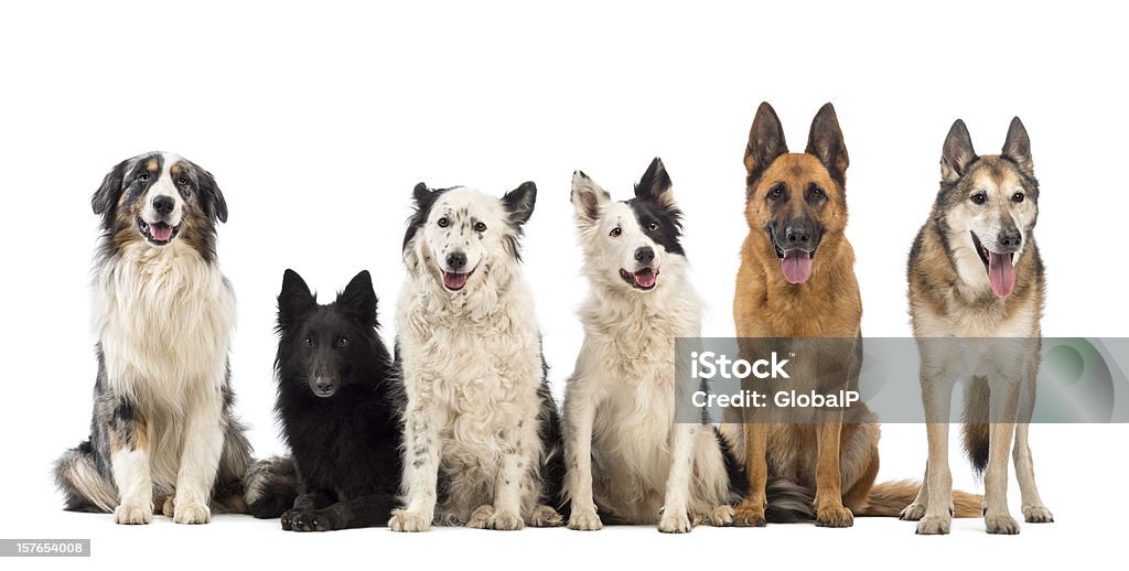 Pastor australiano, Groenendael y de perros Border Collie - Foto de stock de Animal doméstico libre de derechos