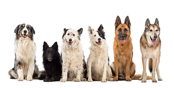 istock Australian Shepherd, Groenendael and Border Collie dogs 157654008