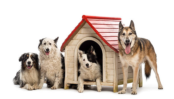 istock Four cute dogs and a dog house 157654044