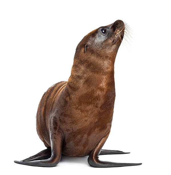 Young California Sea Lion, Zalophus californianus, 3 months old Young California Sea Lion, Zalophus californianus, 3 months old against white background sea lion stock pictures, royalty-free photos & images