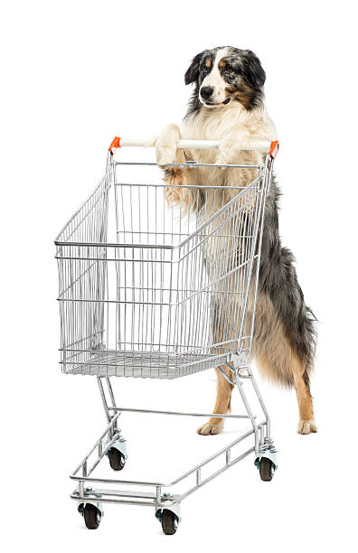 istock Australian Shepherd stand and pushing a shopping cart 157654139