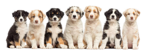istock Group of seven Australian Shepherd puppies sitting 157654213