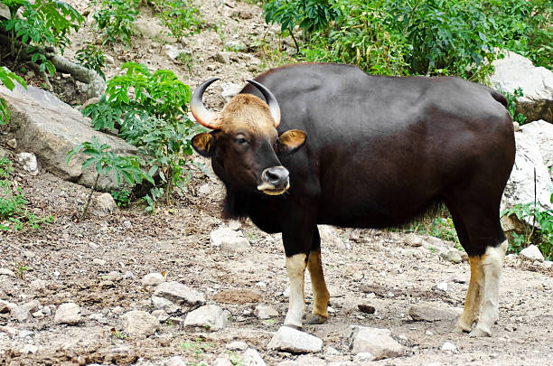 Gaur Jaint Black Bull Stock Photo - Download Image Now - Animal, Animal  Wildlife, Bull - Animal - iStock