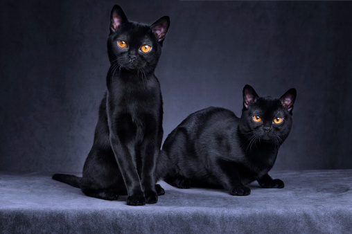 Two Black cats sitting together and looking at camera. Studio shot