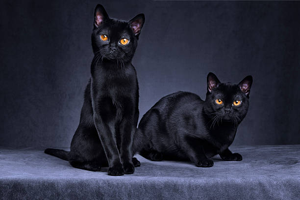 czarne koty - purebred cat zdjęcia i obrazy z banku zdjęć