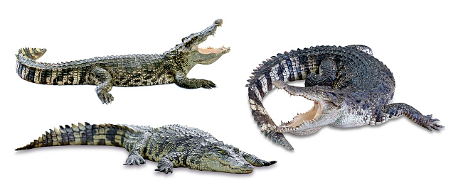 collection crocodile isolated on white background