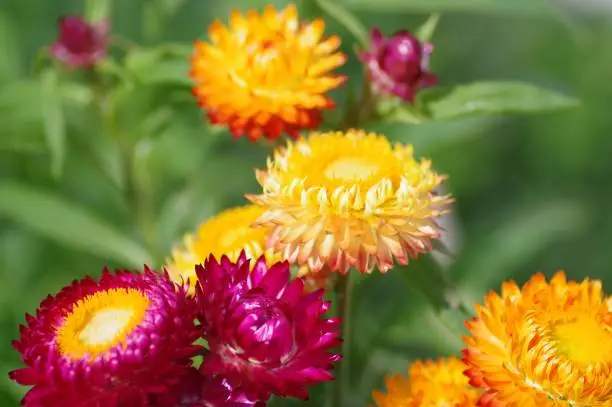 Colorful strawflowers, Everlasting Daisy. Xerochrysum bracteatum syn. Bracteantha bracteata. Helichrysum.