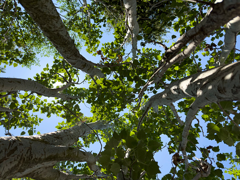Oak tree crown from below against blue sky with sunflare