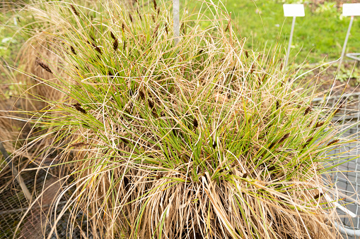 Zurich, Switzerland, April 20, 2023 Carex Appropinquata or fibrous tussock sedge at the botanical garden